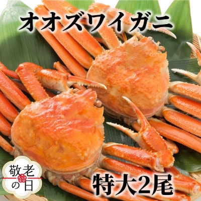 【敬老ギフト】北海道産　特大ボイルオオズワイガニ姿　2尾　計1.5kg内外