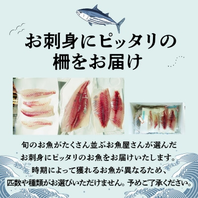 【隔月　3回お届け】天草天然鮮魚を直送　お刺身用柵定期便_S121-T04