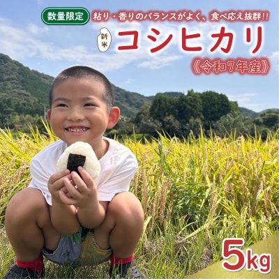新米 令和7年産 コシヒカリ 5kg お米 白米 精米 えひめ南農業協同組合 愛南町 愛媛県