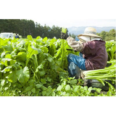 清涼感ある夏の野沢菜漬セット
