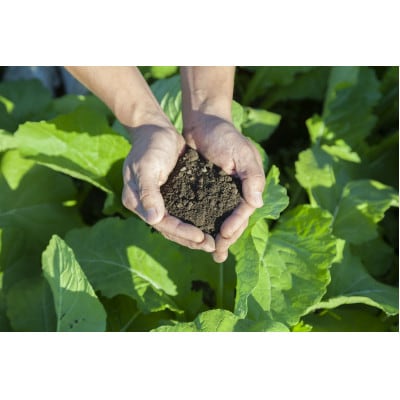 清涼感ある夏の野沢菜漬セット