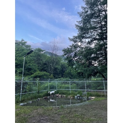 山の中のプライベートドッグホテル 1泊2日/1頭