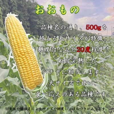 【先行予約】 長野県長和町産　黒耀水育ちのあまいとうもろこし　人気品種「おおもの」10本入り