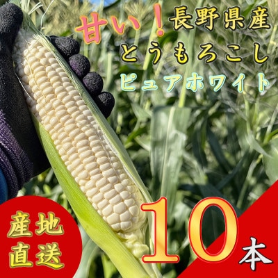 【先行予約】 長野県長和町産　黒耀水育ちのあまいとうもろこし　人気品種「ピュアホワイト」10本入り