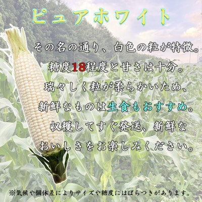 【先行予約】 長野県長和町産　黒耀水育ちのあまいとうもろこし　人気品種「ピュアホワイト」10本入り
