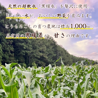 【先行予約】 長野県長和町産　黒耀水育ちのあまいとうもろこし　スイートコーン人気3品種食べ比べセット