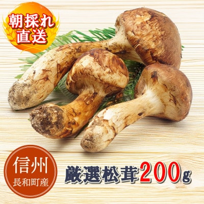 【数量限定】朝採れ厳選 信州長和町産 松茸 200g 産地直送 冷蔵便