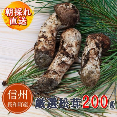 【数量限定】朝採れ直送 信州長和町産 令和7年度産松茸 200g 白樺湖美ヶ原山麓　自生直送 冷蔵便