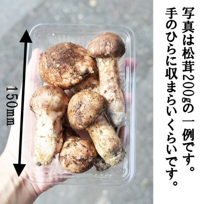 【数量限定】朝採れ直送 信州長和町産 令和7年度産松茸 200g 白樺湖美ヶ原山麓　自生直送 冷蔵便