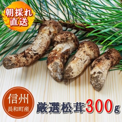 【数量限定】朝採れ直送 信州長和町産 令和7年度産松茸 300g 白樺湖美ヶ原山麓　自生直送 冷蔵便