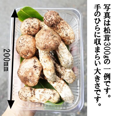 【数量限定】朝採れ直送 信州長和町産 令和7年度産松茸 300g 白樺湖美ヶ原山麓　自生直送 冷蔵便