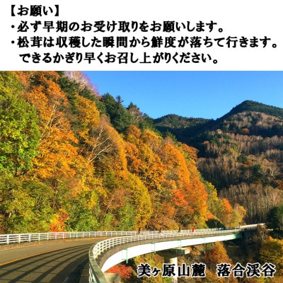 【数量限定】朝採れ直送 信州長和町産 令和7年度産松茸 300g 白樺湖美ヶ原山麓　自生直送 冷蔵便