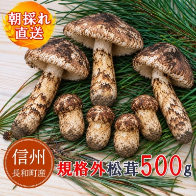 【訳アリ規格外】朝採れ厳選 信州長和町産 松茸 500g 産地直送 冷蔵便