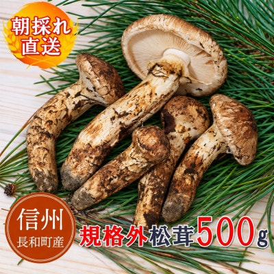 【訳アリ規格外】朝採れ厳選 信州長和町産 松茸 500g 産地直送 冷蔵便