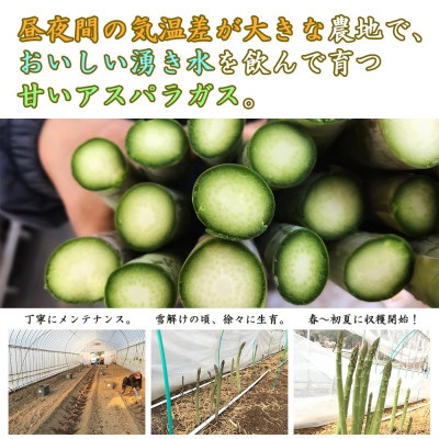 【先行予約】旬にお届け!新鮮アスパラガス1.5kg L～2L太め贈答用 冷蔵便 産地直送収穫即出荷