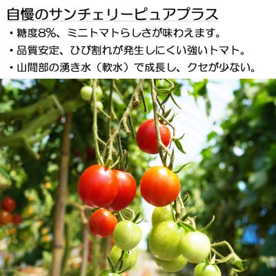 【訳アリ】信州長和町産　完熟ミニトマトサイズ混合1kg　先行予約8月上旬発送　長野県野菜　産地直送