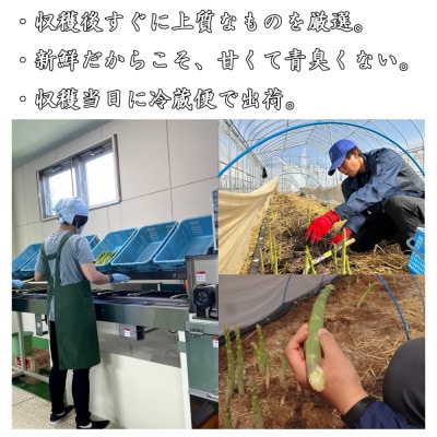 朝採れ直送　グリーンアスパラガス1kg　柔らかくて青臭くないおいしいアスパラ　農家直送冷蔵便