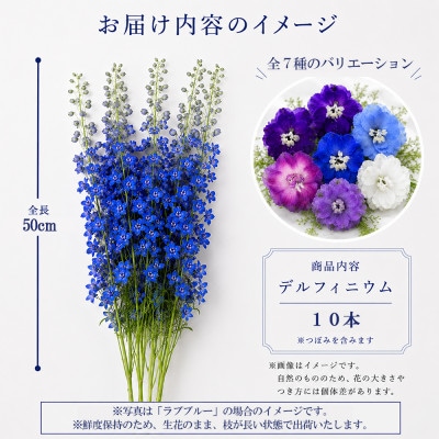 デルフィニウム 生花10本　花色:ラブブルーパ-プル　～特別な花をインテリアに～