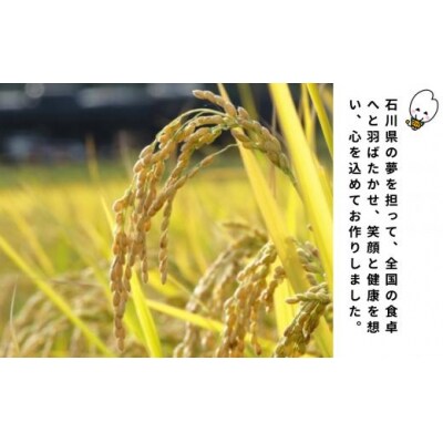 【新米先行受付】令和7年産 ゆめみずほ 精米 10kg(5kg×2袋)冷めても美味しい小松市産のお米