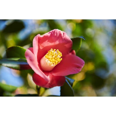 つげくし　ねこねこスタイル(携帯袋付き)