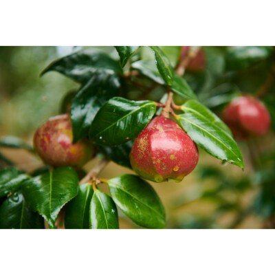 つげくし　ねこねこスタイル(携帯袋付き)