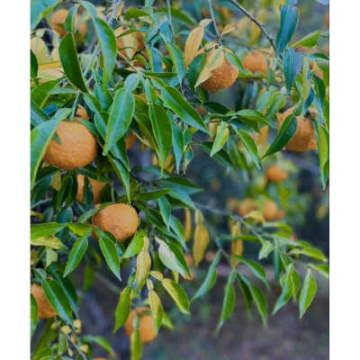 ゆず ルームフレグランスミスト