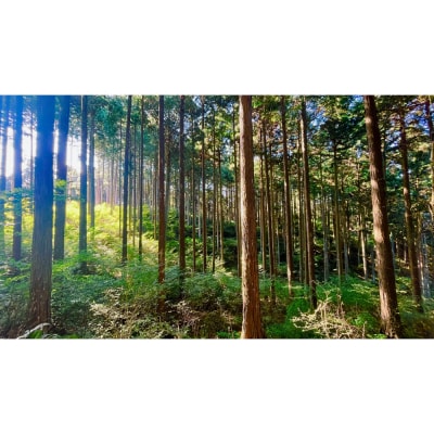 Forest ルームフレグランスミスト