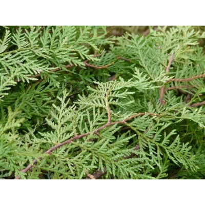 ヒノキエッセンシャルオイル