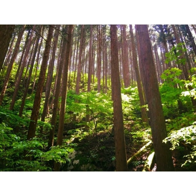 ヒノキエッセンシャルオイル