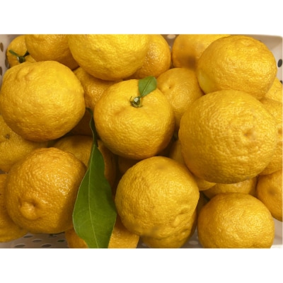 ゆずエッセンシャルオイル