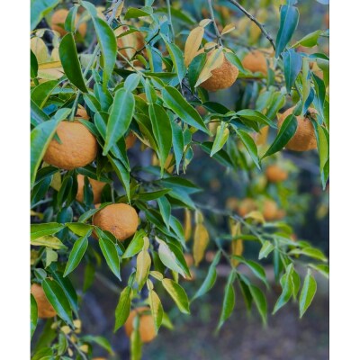 ゆずエッセンシャルオイル