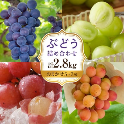 【2026年8月中旬より発送】シャインマスカット・他ブドウ詰め合わせセット(種なし)合計約2.8kg