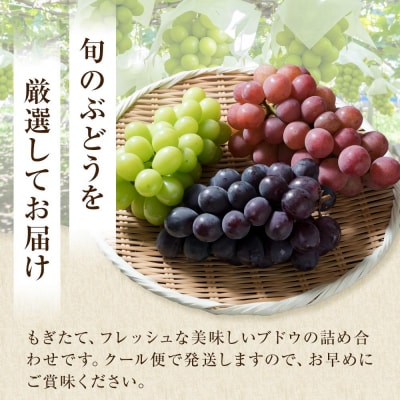 【2026年8月中旬より発送】シャインマスカット・他ブドウ詰め合わせセット(種なし)合計約2.8kg