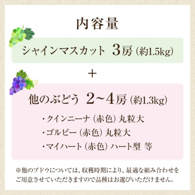 【2026年8月中旬より発送】シャインマスカット・他ブドウ詰め合わせセット(種なし)合計約2.8kg