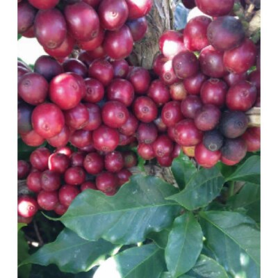 氷温熟成生coffee:10g 