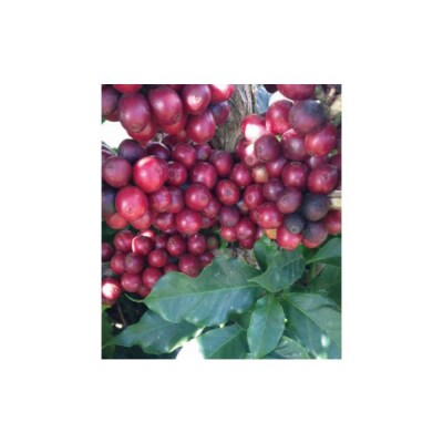 氷温熟成生coffee(6ヶ月熟成):30g