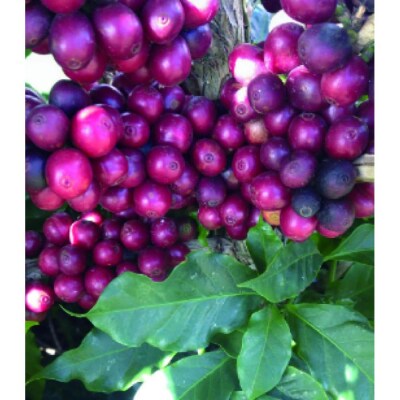 氷温熟成生coffee:30g