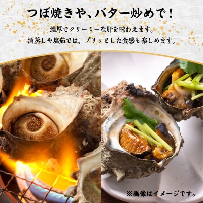 【期間限定】離島小島産 活サザエ2kg