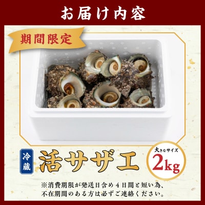 【期間限定】離島小島産 活サザエ2kg