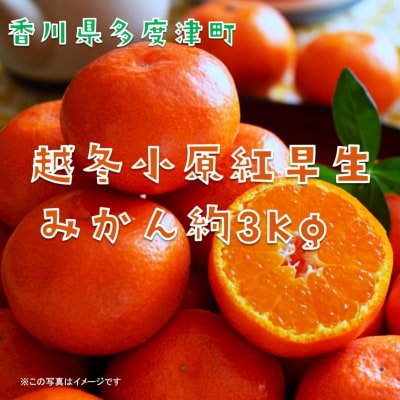 『越冬小原紅早生みかん』約3kg【令和8年1月頃より発送!】【B-33】