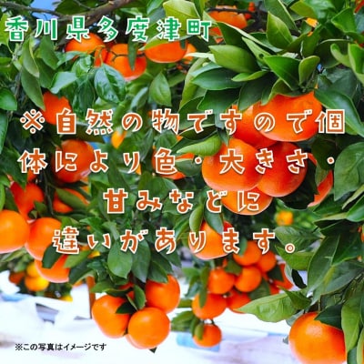 『越冬小原紅早生みかん』約3kg【令和8年1月頃より発送!】【B-33】