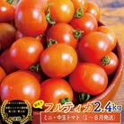 【2025年12月～発送】<約2.4kg> 訳ありフルティカトマト ましまファーム