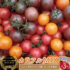 【2026年4月～8月頃発送】<約900g×3回 定期便 >カラフルトマト アイメックトマト