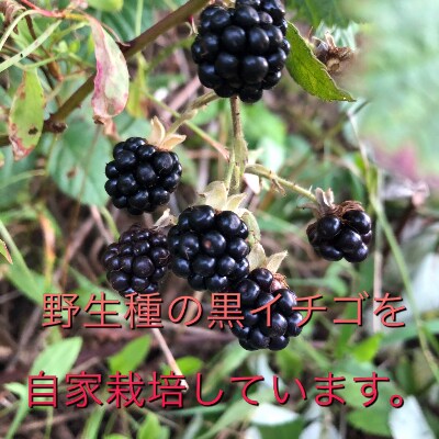 チャーリーズのジャム詰め合わせA