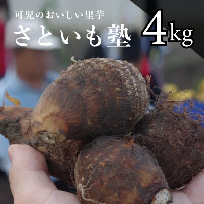 可児のおいしい里芋『さといも塾』