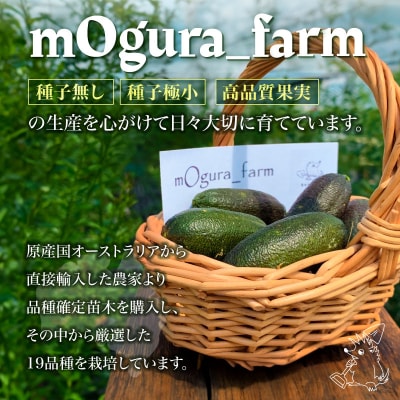 フィンガーライム　70g