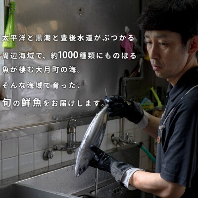 【定期便6回】山田さんちの鮮魚便(奇数月)