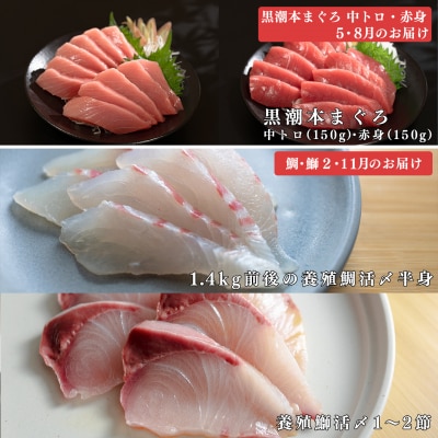 【定期便 4回】本マグロ・タイ・ブリ お刺身堪能セット