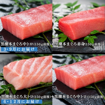【定期便 4回】日本一!黒潮本まぐろ 大トロ・中トロ・赤身(交互)