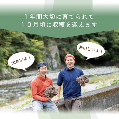 【先行予約】丹波山村産 原木舞茸　約1kg
